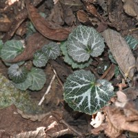 Saxifraga stolonifera Curtis